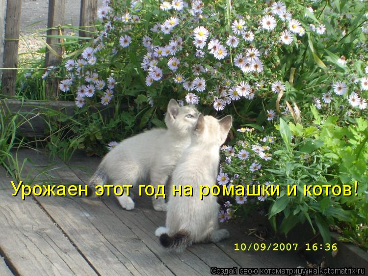 Котоматрица: Урожаен этот год на ромашки и котов!