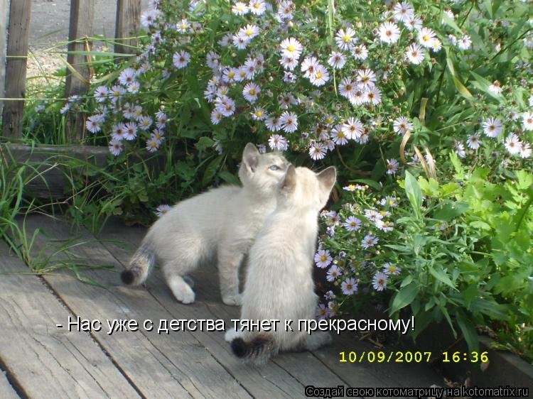 Котоматрица: - Нас уже с детства тянет к прекрасному!