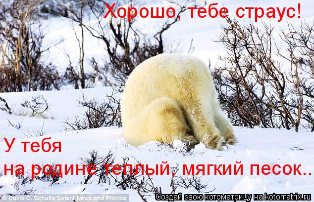 Котоматрица: на родине теплый, мягкий песок... Хорошо, тебе страус!  У тебя