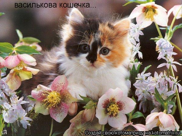 василькова кошечка...... Котоматрица: василькова кошечка...