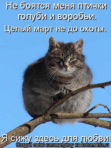 Котоматрица: Не боятся меня птички голуби и воробьи. Целый март не до охоты. Я сижу здесь для любви!