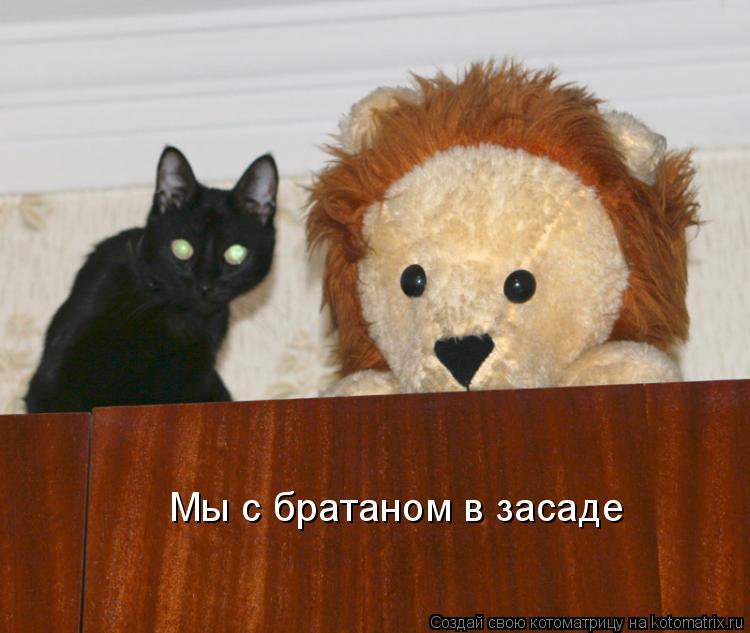 Мы с братаном в засаде... Котоматрица: Мы с братаном в засаде