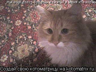 -ты еще долго будешь лежать?а меня кто кормит?... Котоматрица: -ты еще долго будешь лежать?а меня кто кормит?