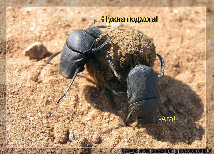 -Нужна подмога! -Ага! -Ага! -Нужна подмога!... Котоматрица: -Нужна подмога! -Ага! -Ага! -Нужна подмога!