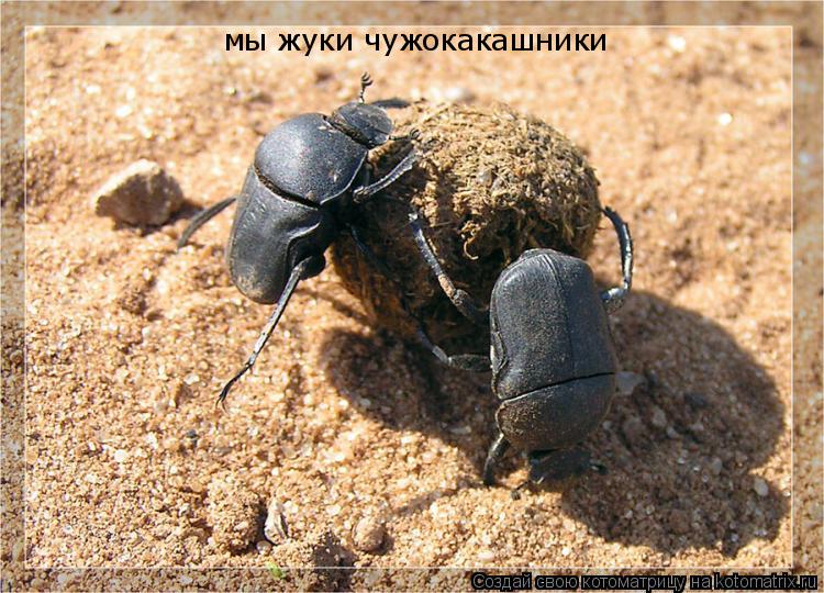 мы жуки чужокакашники... Котоматрица: мы жуки чужокакашники