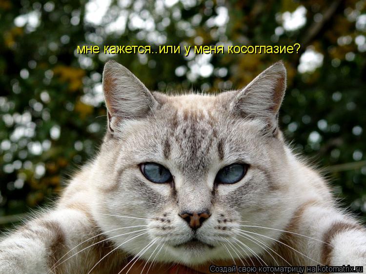 мне кажется..или у меня косоглазие?... Котоматрица: мне кажется..или у меня косоглазие?