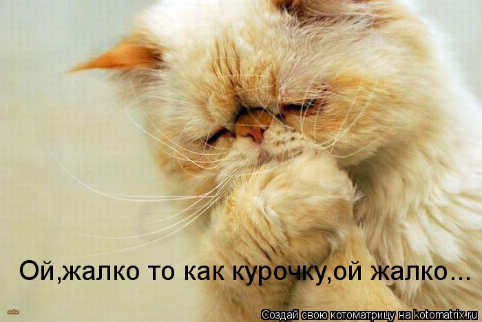 Ой,жалко то как курочку,ой жалко...... Котоматрица: Ой,жалко то как курочку,ой жалко...