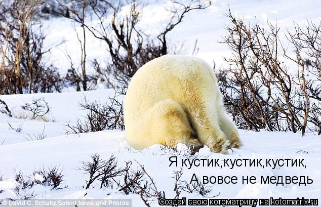 Я кустик,кустик,кустик, А вовсе не медведь... Котоматрица: Я кустик,кустик,кустик, А вовсе не медведь