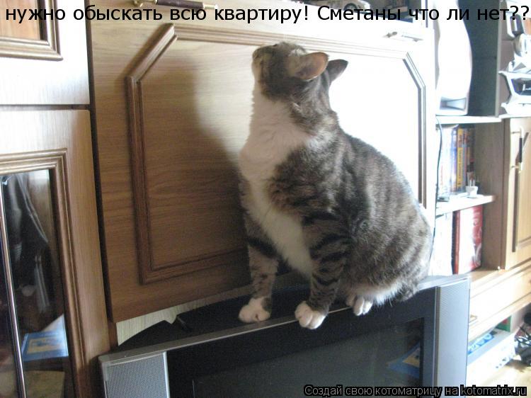 Котоматрица: нужно обыскать всю квартиру! Сметаны что ли нет??!