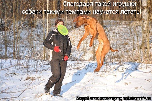 Котоматрица: благодаря такой игрушки, собаки такими темпами научатся летать!