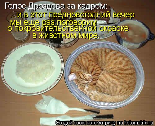 Котоматрица: Голос Дроздова за кадром: ...и в этот предновогодний вечер мы еще раз поговорим о покровительственной окраске в животном мире.