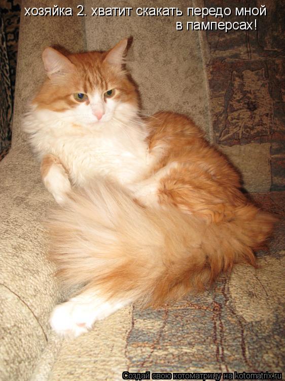 Котоматрица: хозяйка 2. хватит скакать передо мной  в памперсах!