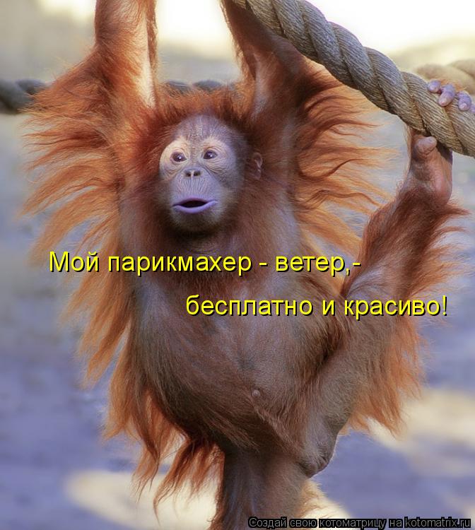 Котоматрица: Мой парикмахер - ветер,- бесплатно и красиво!