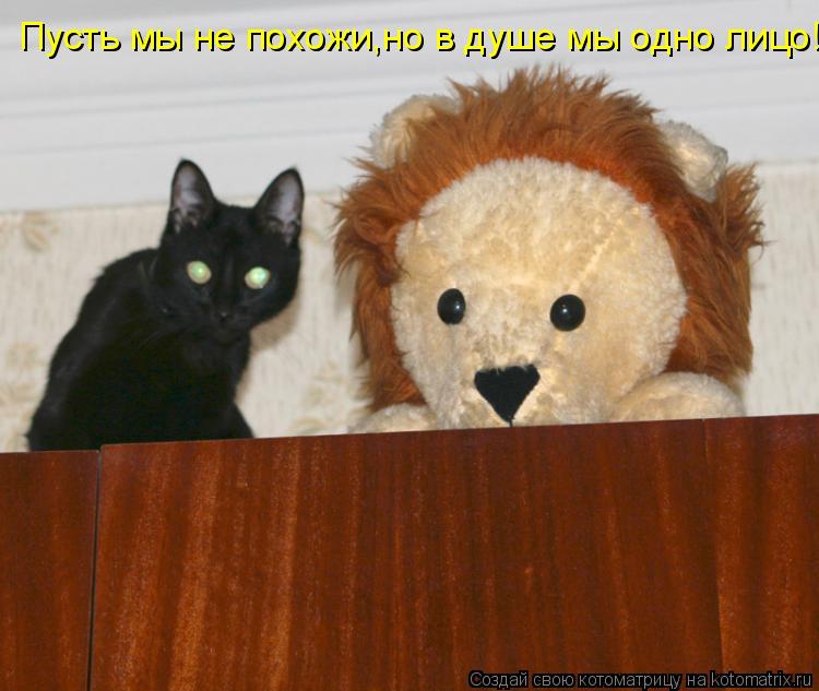 Котоматрица: Пусть мы не похожи,но в душе мы одно лицо!
