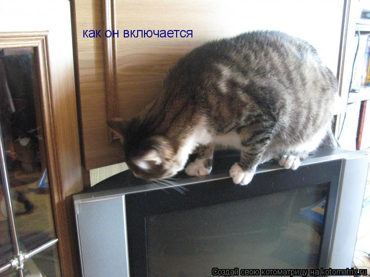 Котоматрица: как он включается