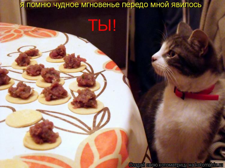 Котоматрица: я помню чудное мгновенье передо мной явилось  ТЫ!