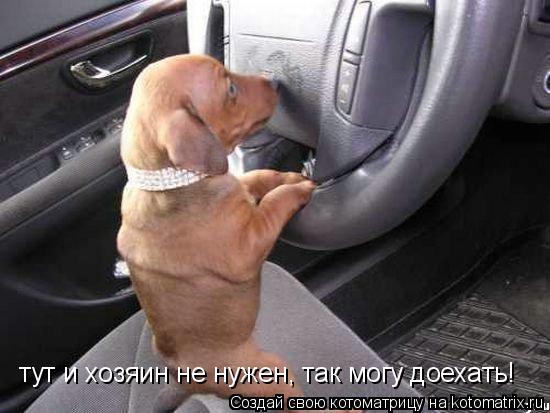 Котоматрица: тут и хозяин не нужен, так могу доехать!