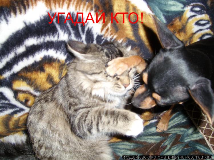 Котоматрица: УГАДАЙ КТО!