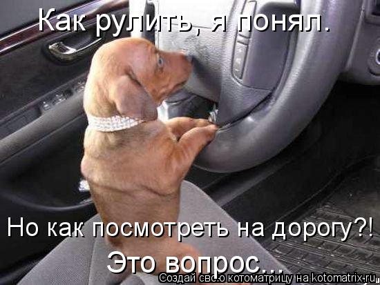Котоматрица: Как рулить, я понял. Но как посмотреть на дорогу?!  Это вопрос...
