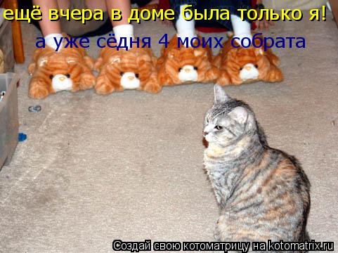 Котоматрица: ещё вчера в доме была только я! а уже сёдня 4 моих собрата