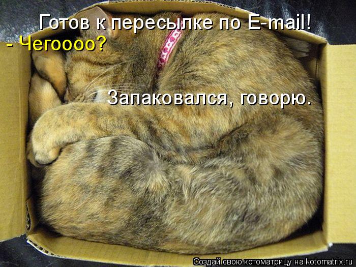 Котоматрица: Готов к пересылке по E-mail! - Чегоооо? Запаковался, говорю.