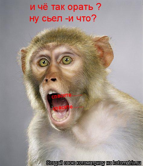 спасите....... спасите....... и чё так орать ? ну сьел -и что?... Котоматрица: спасите....... спасите....... и чё так орать ? ну сьел -и что?