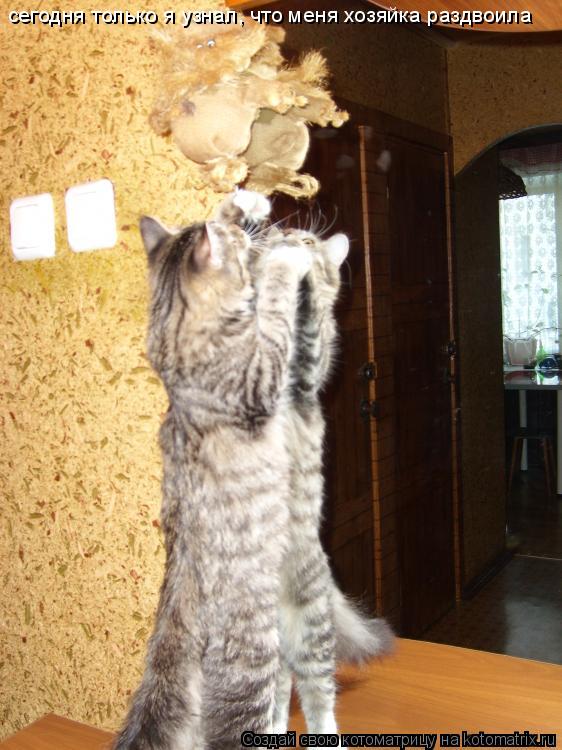 Котоматрица: сегодня только я узнал, что меня хозяйка раздвоила