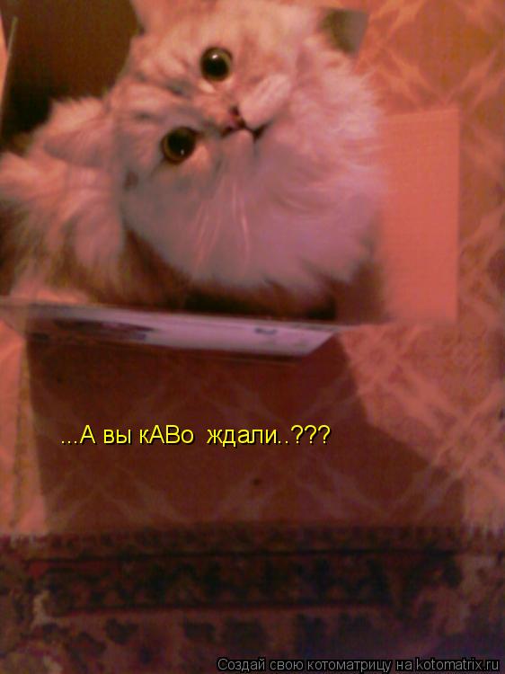 ...А вы кАВо ждали..???... Котоматрица: ...А вы кАВо ждали..???