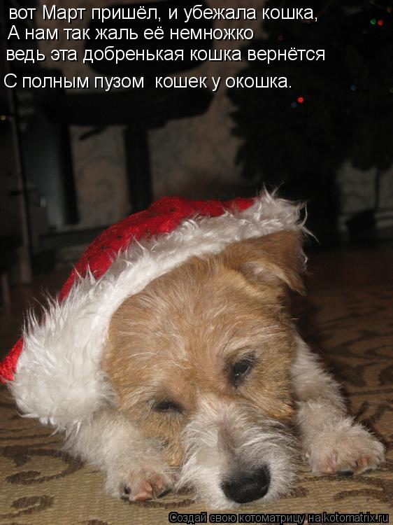 вот Март пришёл, и убежала кошка, А нам так жаль её немножко ведь эта добренькая кошка вернётся С п... Котоматрица: вот Март пришёл, и убежала кошка, А нам так жаль её немножко ведь эта добренькая кошка вернётся С полным пузом кошек у окошка.