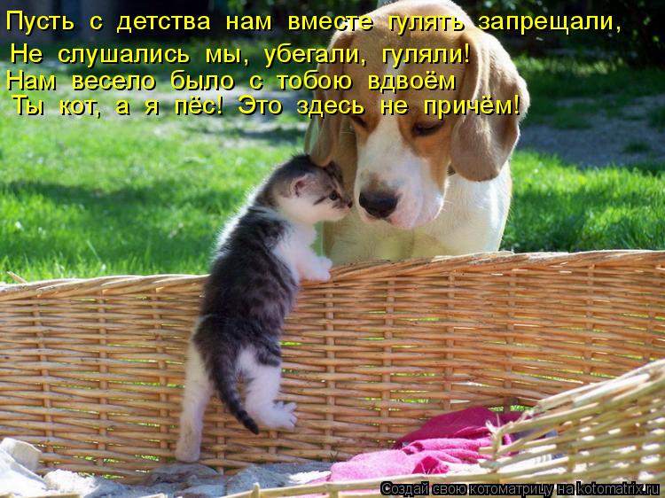 Пусть с детства нам вместе гулять запрещали, Не слушались мы, убегали, гуляли! Нам весело ... Котоматрица: Пусть с детства нам вместе гулять запрещали, Не слушались мы, убегали, гуляли! Нам весело было с тобою вдвоём Ты кот, а я пёс! Это