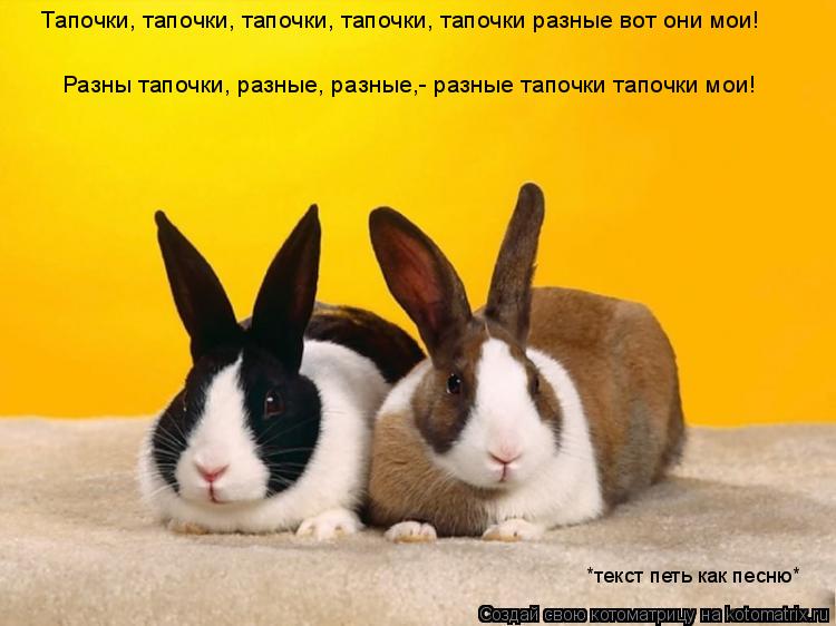Тапочки, тапочки, тапочки, тапочки, тапочки разные вот они мои! Разны тапочки, разные, разные,- разны... Котоматрица: Тапочки, тапочки, тапочки, тапочки, тапочки разные вот они мои! Разны тапочки, разные, разные,- разные тапочки тапочки мои! *текст петь как пес