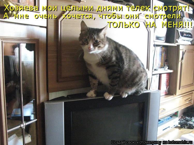 Хозяева мои целыми днями телек смотрят! А мне очень хочется, чтобы они смотрели ТОЛЬКО НА МЕНЯ!... Котоматрица: Хозяева мои целыми днями телек смотрят! А мне очень хочется, чтобы они смотрели ТОЛЬКО НА МЕНЯ!!!