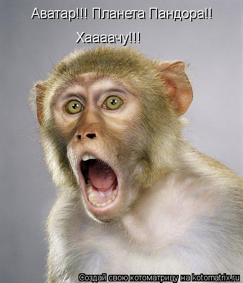 Аватар!!! Планета Пандора!! Хаааачу!!!... Котоматрица: Аватар!!! Планета Пандора!! Хаааачу!!!