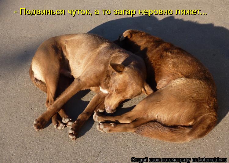 - Подвинься чуток, а то загар неровно ляжет...... Котоматрица: - Подвинься чуток, а то загар неровно ляжет...