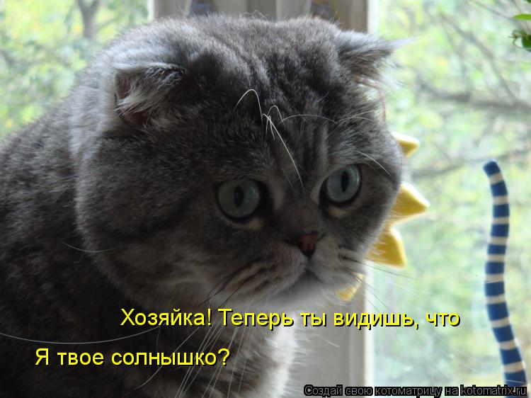 Хозяйка! Теперь ты видишь, что Я твое солнышко?... Котоматрица: Хозяйка! Теперь ты видишь, что Я твое солнышко?