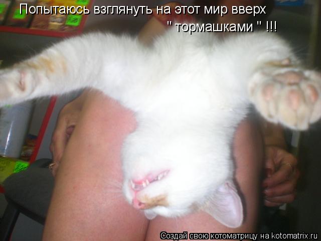 Попытаюсь взглянуть на этот мир вверх " тормашками " !!!... Котоматрица: Попытаюсь взглянуть на этот мир вверх " тормашками " !!!