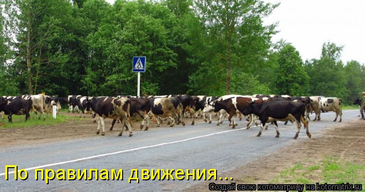 По правилам движения...... Котоматрица: По правилам движения...