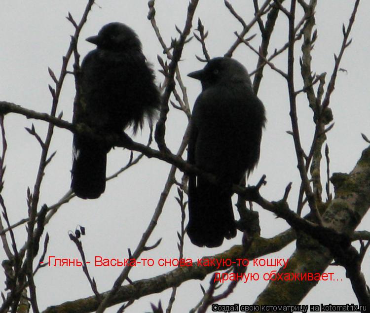 - Глянь - Васька-то снова какую-то кошку драную обхаживает...... Котоматрица: - Глянь - Васька-то снова какую-то кошку драную обхаживает...