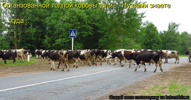 Органзованной толпой коровы шли ... Ну сами знаете куда ...... Котоматрица: Органзованной толпой коровы шли ... Ну сами знаете куда ...