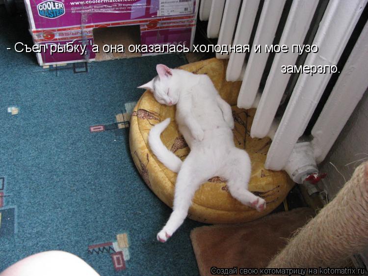 - Съел рыбку, а она оказалась холодная и мое пузо замерзло.... Котоматрица: - Съел рыбку, а она оказалась холодная и мое пузо замерзло.