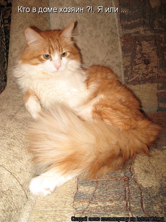 Кто в доме хозяин ?!. Я или ...... Котоматрица: Кто в доме хозяин ?!. Я или ...