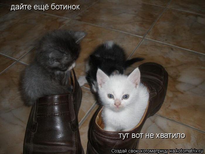 дайте ещё ботинок тут вот не хватило... Котоматрица: дайте ещё ботинок тут вот не хватило