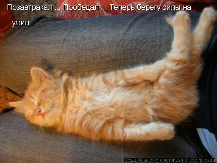 Позавтракал ... Пообедал ... Теперь берегу силы на ужин ...... Котоматрица: Позавтракал ... Пообедал ... Теперь берегу силы на ужин ...