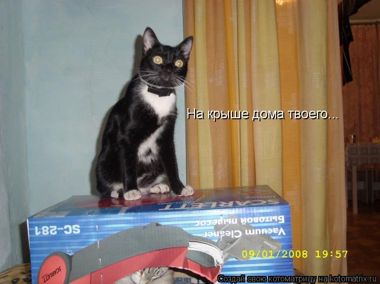 На крыше дома твоего...... Котоматрица: На крыше дома твоего...