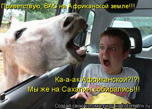 Приветствую, ВАС на Африканской земле!!! Мы же на Сахалин собирались!!! Ка-а-ак Африканской?!?!... Котоматрица: Приветствую, ВАС на Африканской земле!!! Мы же на Сахалин собирались!!! Ка-а-ак Африканской?!?!