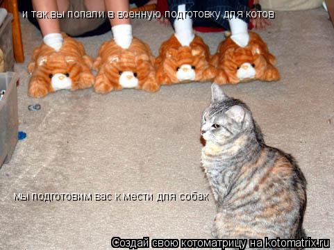 и так.вы попали в военную подготовку для котов мы подготовим вас к мести для собак... Котоматрица: и так.вы попали в военную подготовку для котов мы подготовим вас к мести для собак