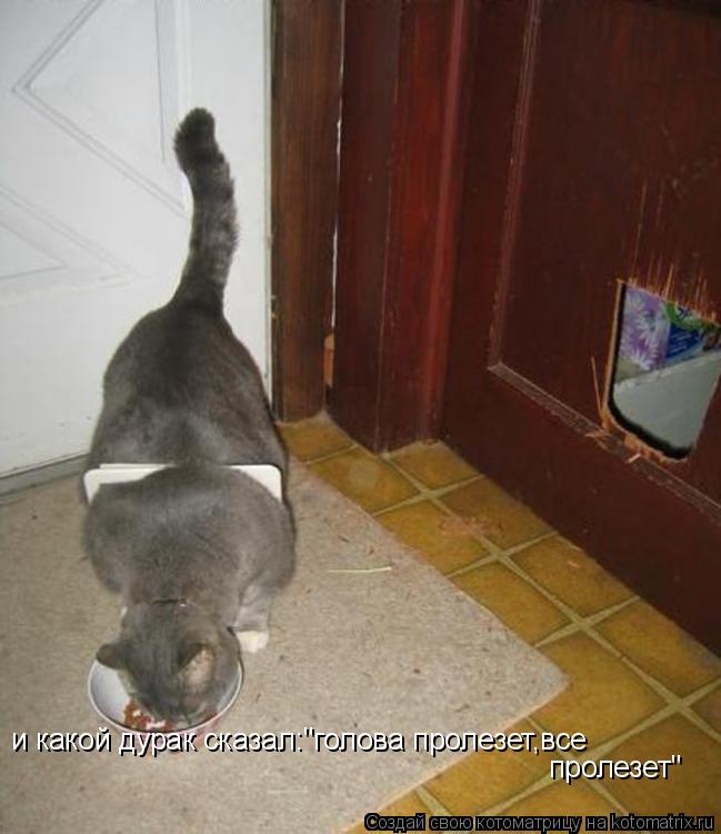 и какой дурак сказал:"голова пролезет,все пролезет"... Котоматрица: и какой дурак сказал:"голова пролезет,все пролезет"