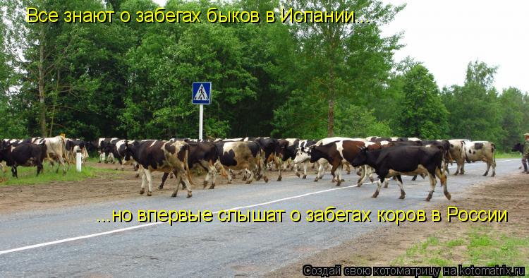 Все знают о забегах быков в Испании... ...но впервые слышат о забегах коров в России... Котоматрица: Все знают о забегах быков в Испании... ...но впервые слышат о забегах коров в России