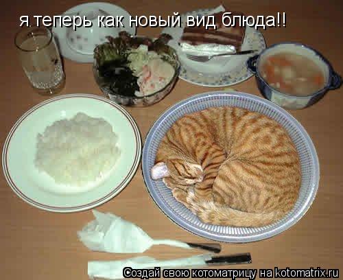 я теперь как новый вид блюда!!... Котоматрица: я теперь как новый вид блюда!!