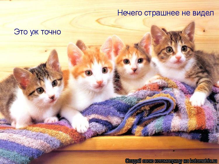 Котоматрица: Нечего страшнее не видел Это уж точно